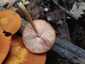 Narancsos csengettyűgomba (Pluteus variabilicolor), Velencei-hegység
